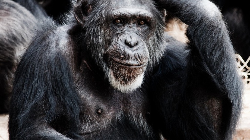 Egy csimpánz Egy gerinces