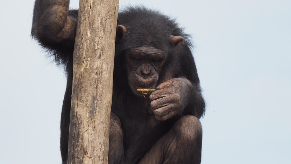 Hogyan készítsünk csimpánzt agyagból