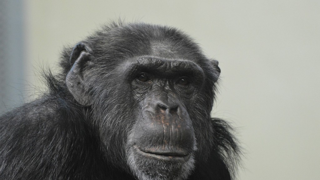 Van-e az embereknek csimpánz DNS-e?