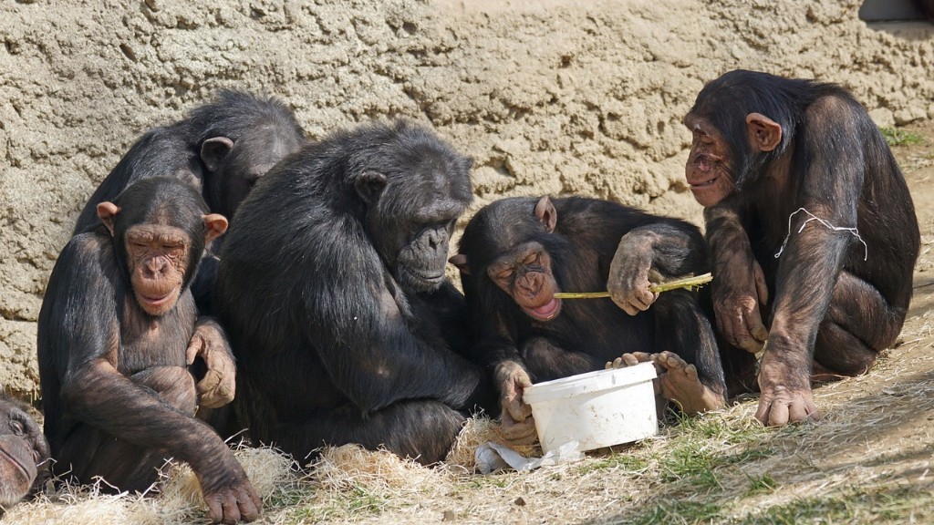 Hogyan eszik meg egy csimpánz egy banánt