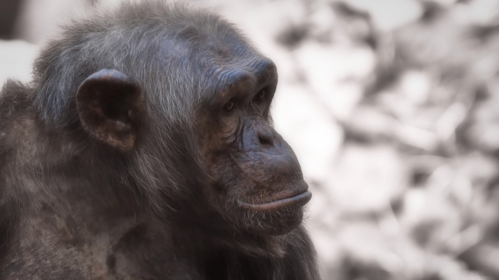 Miért veszélyben vannak a csimpánzok, hogy kihalnak?