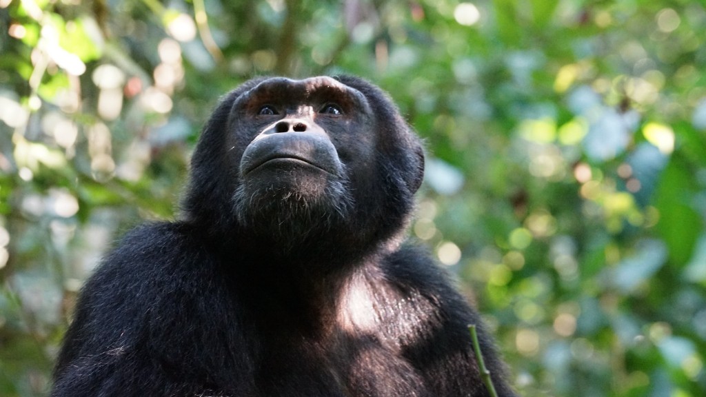 Miről szólt a csimpánz a Nope-ban