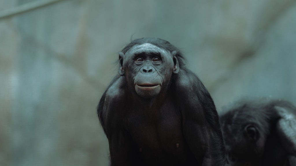 Mi fenyegeti leginkább a csimpánzokat