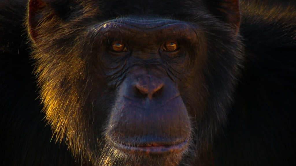 Egy csimpánz Egy gerinces