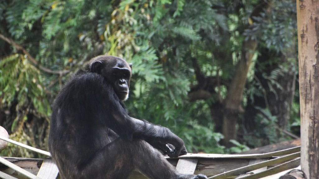 Milyen besorolású a csimpánz