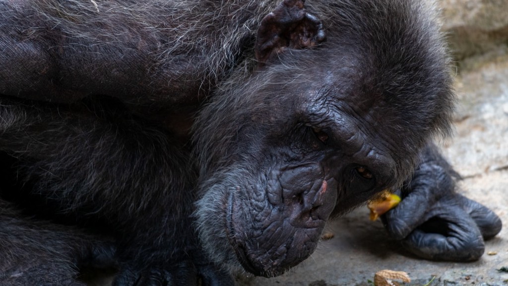 A csimpánzok agresszívek