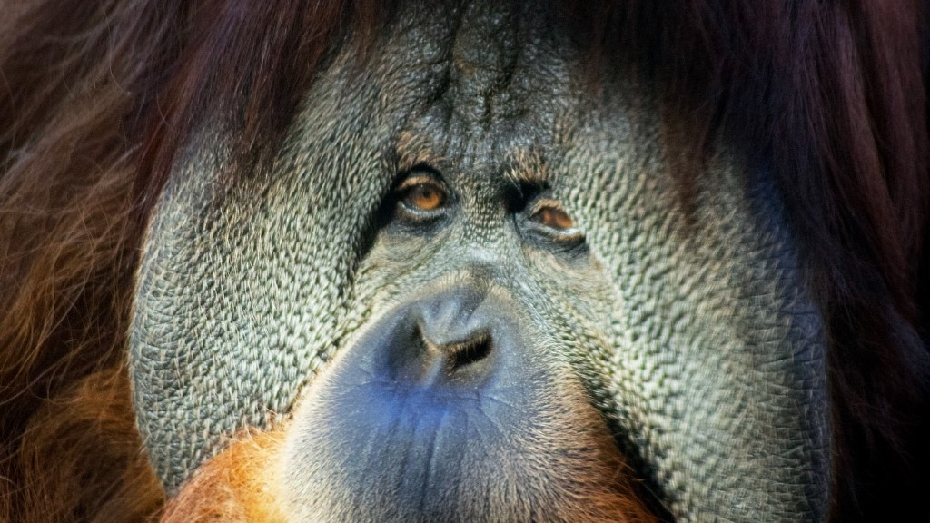 Milyen élőhely a borneai orangután