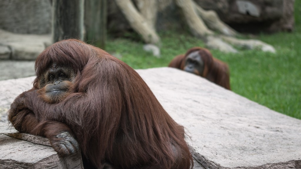 Melyik családba tartozik az orangután?